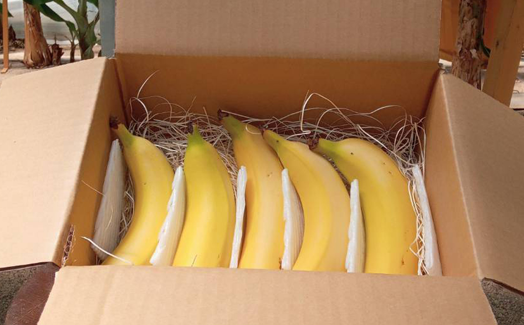 定期便：スタンダード 金太郎バナナ（15本）  5本×3回（毎月お届け） 栽培期間中農薬不使用 【国産 ギフト プレゼント 贈り物 お返し おいしい 金太郎バナナ 果物 くだもの フルーツ お歳暮 お中元 】