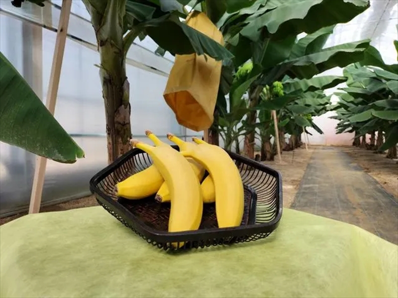 金太郎バナナ 収穫適期バナナの収穫と試食体験ファミリー3枚チケット（大人：2枚、子供：1枚）【 体験 試食 収穫 チケット おいしい 果物 くだもの フルーツ お歳暮 お中元 】