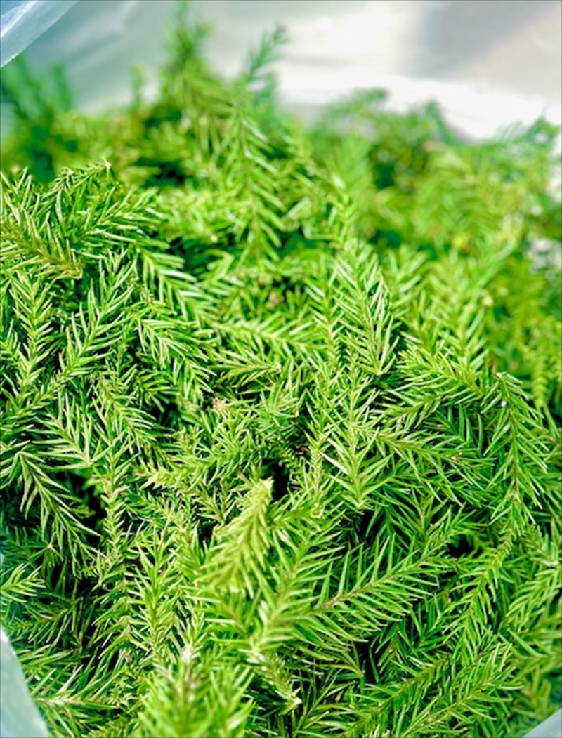 大雄杉®　Aroma Water　芳香蒸留水【 水 みず ウォーター 神奈川県 南足柄市 】