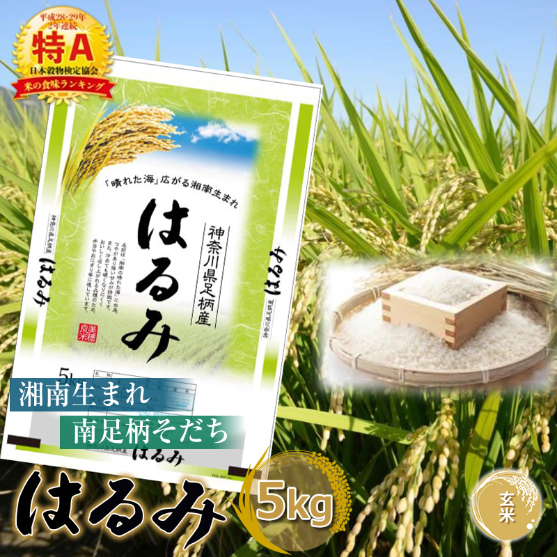 【令和7年産】湘南生まれ南足柄育ちのブランド米「はるみ」(玄米) 5kg 創業100年の米屋がお届け【特A ギフト プレゼント 贈り物 返礼 御礼 おいしい 】 【 ごはん おいしい 神奈川県 南足柄市 】