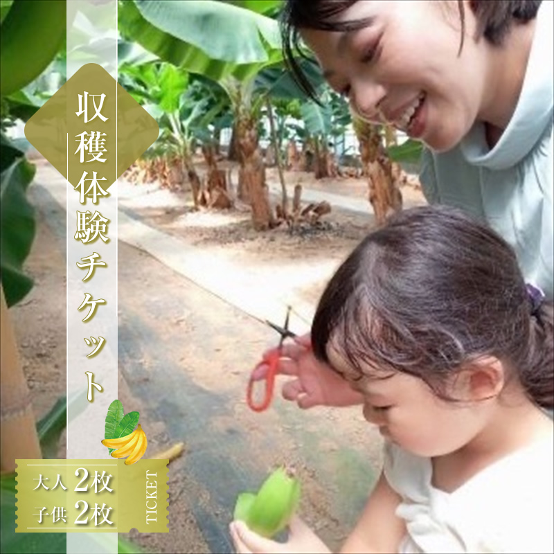 金太郎バナナ 収穫適期バナナの収穫と試食体験ファミリー4枚チケット（大人：2枚、子供：2枚）【 体験 試食 収穫 チケット おいしい 果物 くだもの フルーツ お歳暮 お中元 】