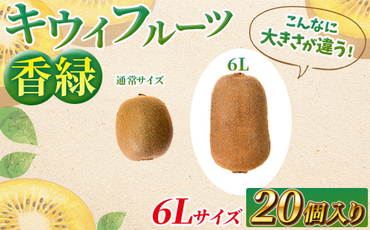 希少キウイフルーツ 「香緑」。6Lサイズ 20個入り 糖度16度。甘くておいしい＜出荷時期：2025年12月15日出荷開始～2026年1月15日出荷終了＞【キウイ　ルーツ 神奈川県 南足柄市 】