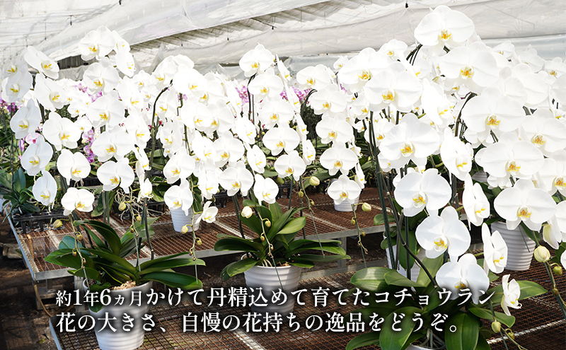 アヤセ洋蘭 コチョウラン 白 ３本立ち 胡蝶蘭 花