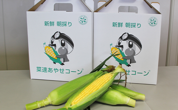 新鮮朝採り 菜速 あやせコーン (登録商標) 10本 セット 詰め