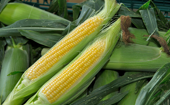 新鮮朝採り 菜速 あやせコーン (登録商標) 10本 セット 詰め合わせ とうもろこし トウモロコシ 野菜 綾瀬ブランド かながわブランド 新鮮 コーン 神奈川 神奈川県 綾瀬市