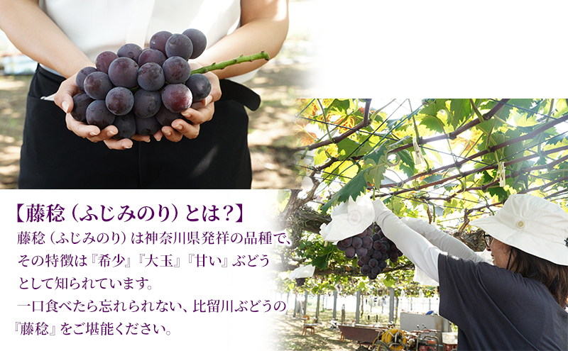 大玉 高級品種ぶどう 藤みのり 約2kg ぶどう 藤稔 神奈川県 綾瀬市産 果物 フルーツ 最高級 品質 甘い 産地直送 果汁 贈り物 ギフト