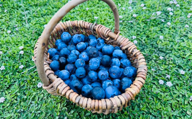 完熟プレミアムブルーベリー 約500g（約125gx4パック） 大粒 甘み 希少性 プレミアム ブルーベリー ハイブッシュ系 ブルーベリー 厳選 樹上完熟果