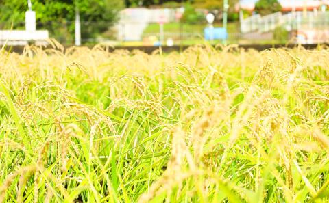 あやせ本醸造・梅酒セット