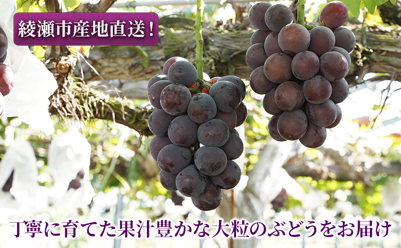 大玉 高級品種ぶどう 藤みのり 約2kg ぶどう 藤稔 神奈川県 綾瀬市産 果物 フルーツ 最高級 品質 甘い 産地直送 果汁 贈り物 ギフト