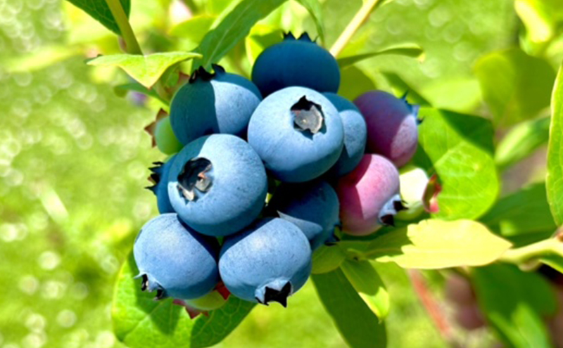 完熟プレミアムブルーベリー 約500g（約125gx4パック） 大粒 甘み 希少性 プレミアム ブルーベリー ハイブッシュ系 ブルーベリー 厳選 樹上完熟果