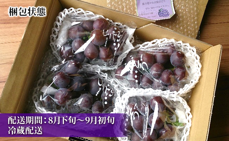 大玉 高級品種ぶどう 藤みのり 約2kg ぶどう 藤稔 神奈川県 綾瀬市産 果物 フルーツ 最高級 品質 甘い 産地直送 果汁 贈り物 ギフト