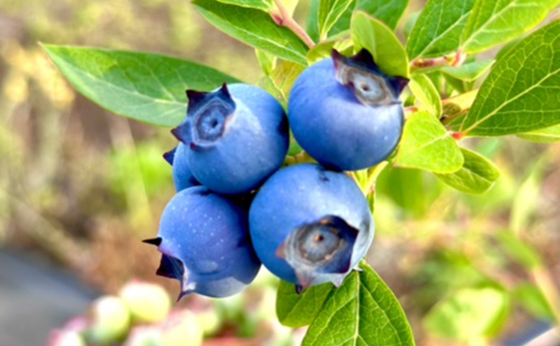 完熟プレミアムブルーベリー 約500g（約125gx4パック） 大粒 甘み 希少性 プレミアム ブルーベリー ハイブッシュ系 ブルーベリー 厳選 樹上完熟果