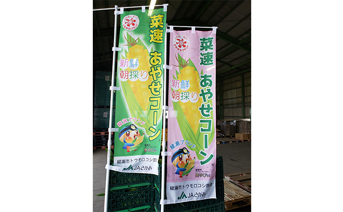 新鮮朝採り 菜速 あやせコーン (登録商標) 10本 セット 詰め合わせ とうもろこし トウモロコシ 野菜 綾瀬ブランド かながわブランド 新鮮 コーン 神奈川 神奈川県 綾瀬市
