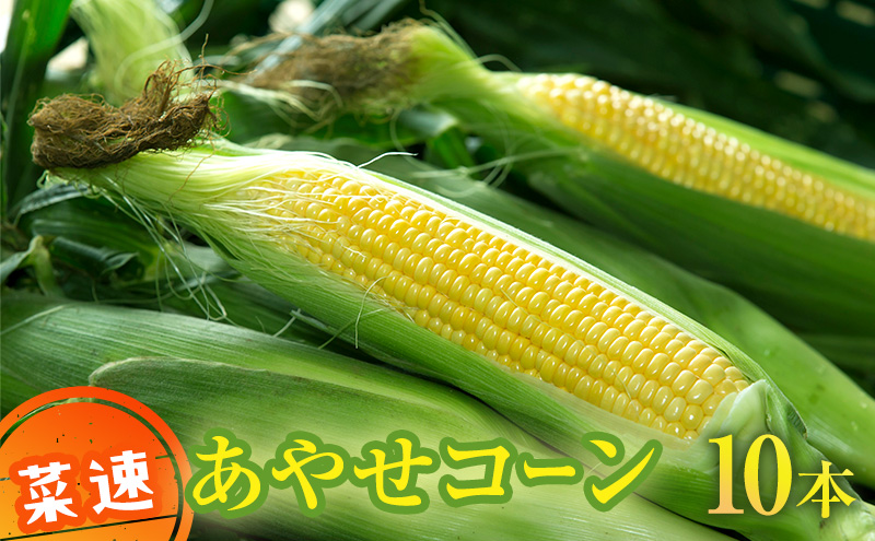 新鮮朝採り 菜速 あやせコーン (登録商標) 10本 セット 詰め合わせ とうもろこし トウモロコシ 野菜 綾瀬ブランド かながわブランド 新鮮 コーン 神奈川 神奈川県 綾瀬市