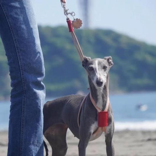 小型～中型犬対応スライドコントロールハーネス【ブラック】