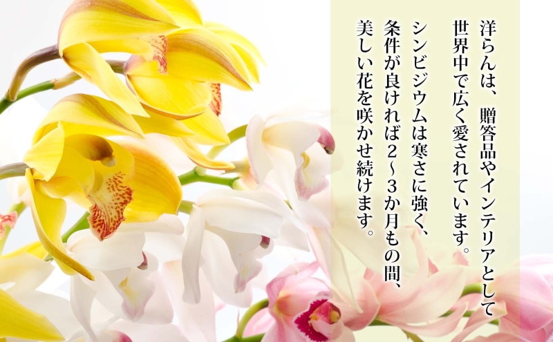 湘南の洋蘭 シンビジウム 5～6本 陶器鉢入り 色の指定不可 シンビジューム Cymbidium 蘭 ラン らん 花 お花 生花 ピンク 黄色 白 インテリア ギフト 贈り物 神奈川県 寒川町