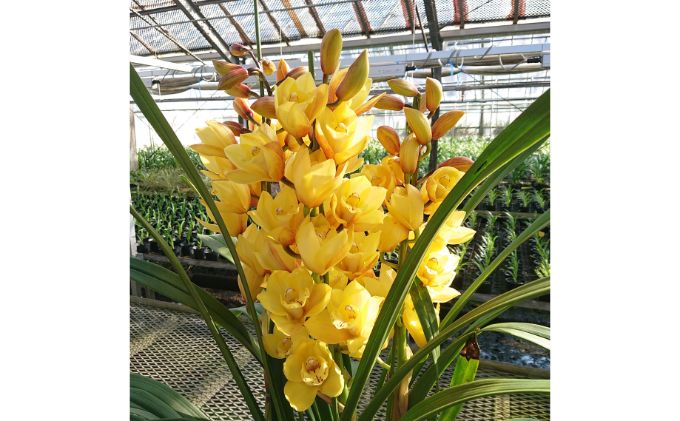 湘南の洋蘭 シンビジウム 3～4本 色の指定不可 蘭 ラン らん 花 お花 生花 ランダム ピンク 黄色 白 ランダム シンビジューム　インテリア 香り ギフト 贈り物 記念日 誕生日 神奈川県 寒川町