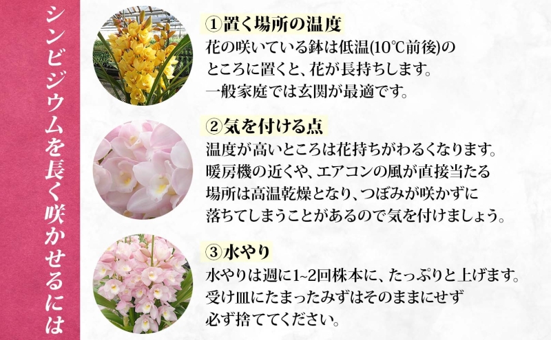 湘南の洋蘭 シンビジウム 5～6本 陶器鉢入り 色の指定不可 シンビジューム Cymbidium 蘭 ラン らん 花 お花 生花 ピンク 黄色 白 インテリア ギフト 贈り物 神奈川県 寒川町