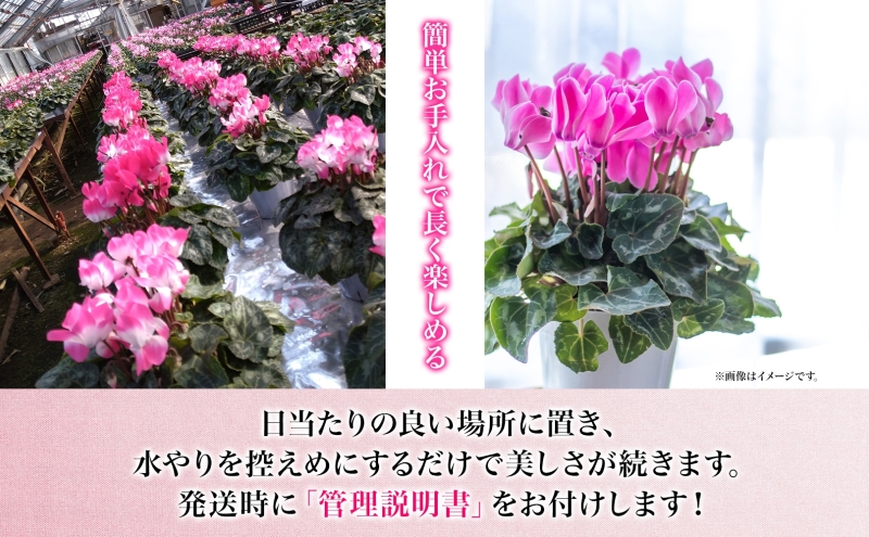 【ふるさと納税】谷澤園芸 シクラメン 5号鉢 2色セット 冬の花 長持ち 華やか 贈答用 ギフト プレゼント 育てやすい 室内向け 屋外OK(凍結厳禁) ガーデニング ハウス栽培 神奈川県 寒川町
