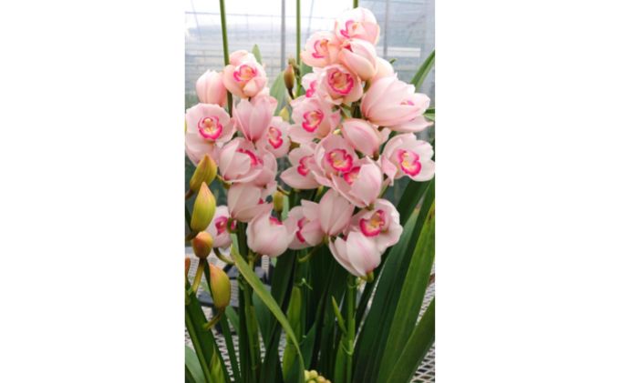 湘南の洋蘭 シンビジウム 3～4本 色の指定不可 蘭 ラン らん 花 お花 生花 ランダム ピンク 黄色 白 ランダム シンビジューム　インテリア 香り ギフト 贈り物 記念日 誕生日 神奈川県 寒川町