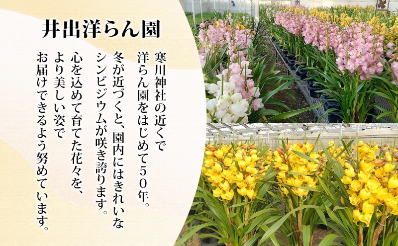 湘南の洋蘭 シンビジウム 5～6本 陶器鉢入り 色の指定不可 シンビジューム Cymbidium 蘭 ラン らん 花 お花 生花 ピンク 黄色 白 インテリア ギフト 贈り物 神奈川県 寒川町