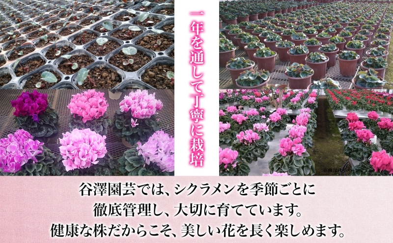 【ふるさと納税】谷澤園芸 シクラメン 5号鉢 2色セット 冬の花 長持ち 華やか 贈答用 ギフト プレゼント 育てやすい 室内向け 屋外OK(凍結厳禁) ガーデニング ハウス栽培 神奈川県 寒川町
