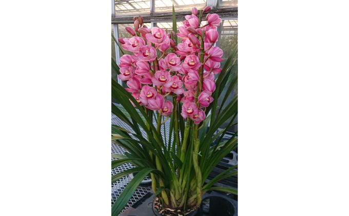 湘南の洋蘭 シンビジウム 3～4本 色の指定不可 蘭 ラン らん 花 お花