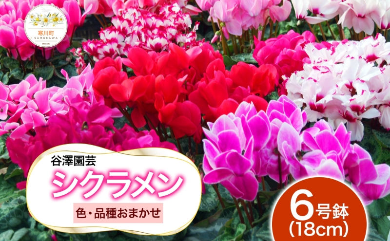【ふるさと納税】谷澤園芸 シクラメン 6号鉢 冬の花 長持ち 華やか 贈答用 ギフト プレゼント 育てやすい 室内向け 屋外OK(屋外厳禁) おしゃれ ガーデニング ハウス栽培 神奈川県 寒川町