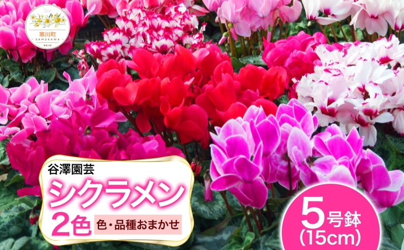 【ふるさと納税】谷澤園芸 シクラメン 5号鉢 2色セット 冬の花 長持ち 華やか 贈答用 ギフト プレゼント 育てやすい 室内向け 屋外OK(凍結厳禁) ガーデニング ハウス栽培 神奈川県 寒川町