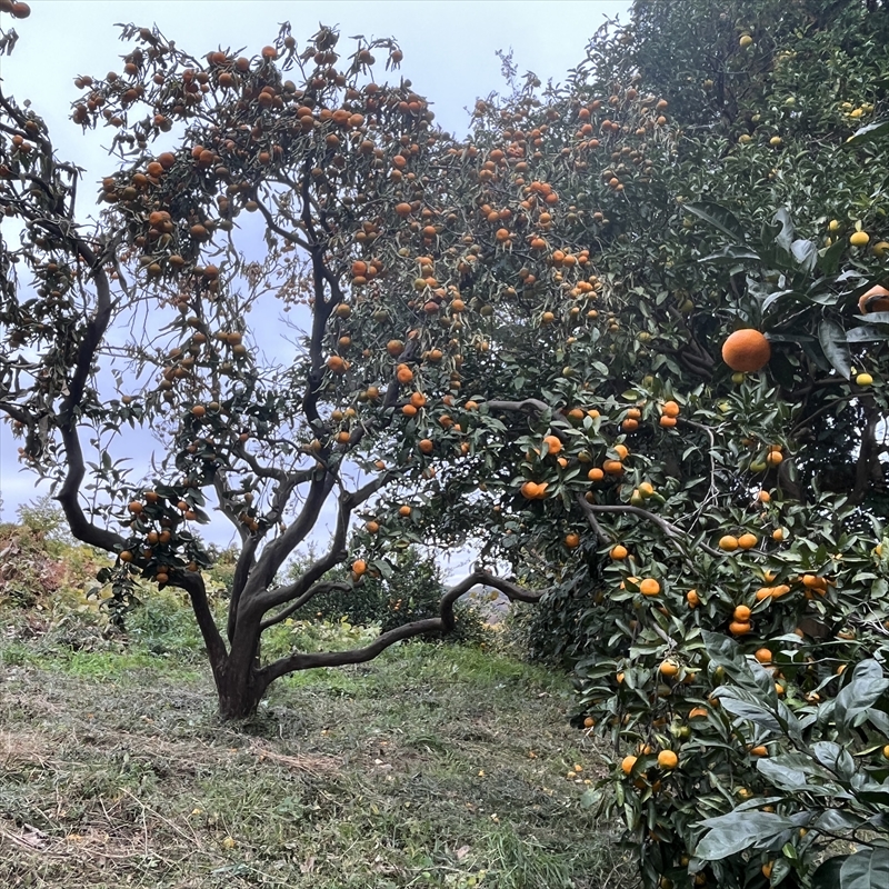 大磯産オリジナルスパイス２種セット（それぞれ１５g）【 スパイス 調味料 神奈川県 大磯町 お土産 父の日 贈答品 母の日 ギフト お歳暮 食品 】