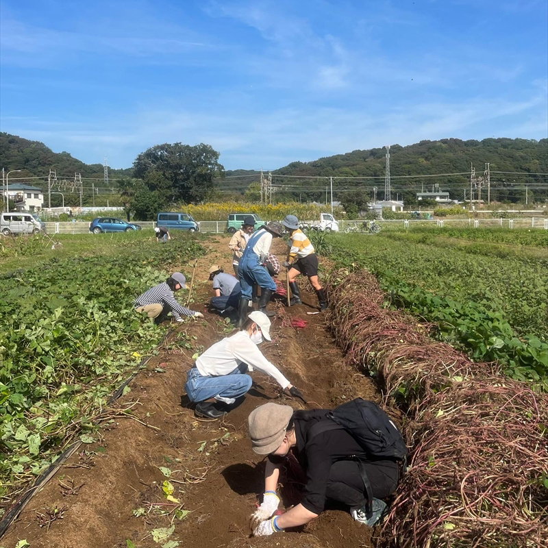 【定期便12回】旬の野菜セット（年間/12回）【 神奈川県 大磯町 季節野菜セット 新鮮野菜】