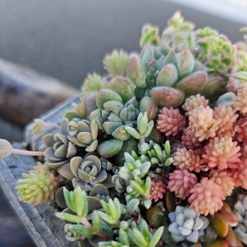 セダム（多肉植物） 寄せ植えキッド：3個セット 【 神奈川県 大磯町 】