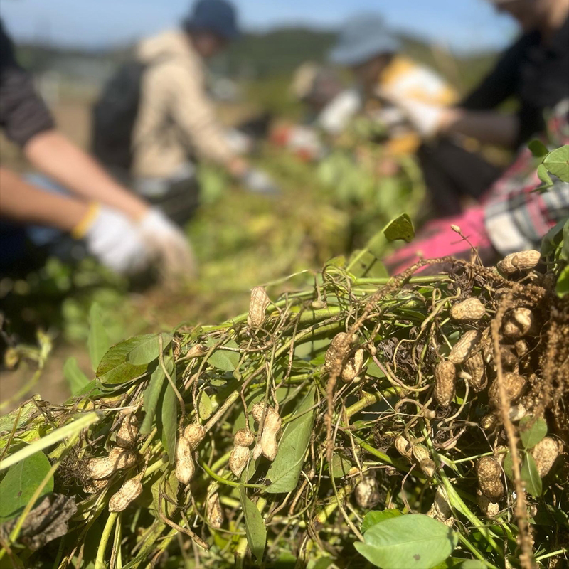【定期便12回】旬の野菜セット（年間/12回）【 神奈川県 大磯町 季節野菜セット 新鮮野菜】