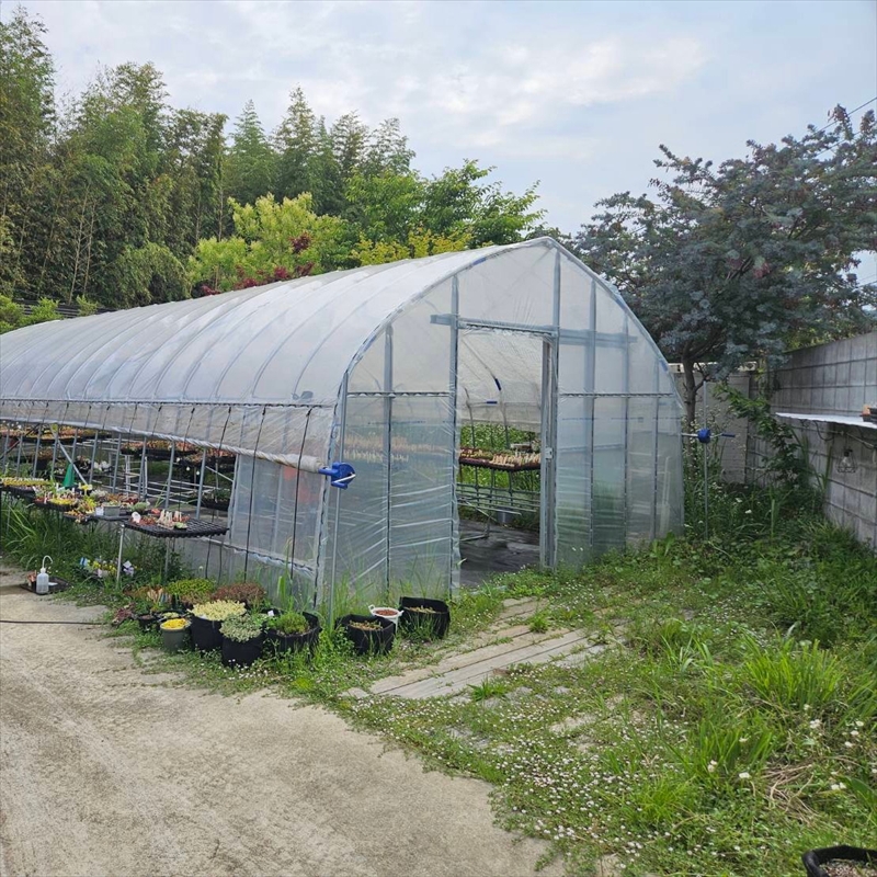 セダム（多肉植物） 寄せ植えキッド：3個セット 【 神奈川県 大磯町 】