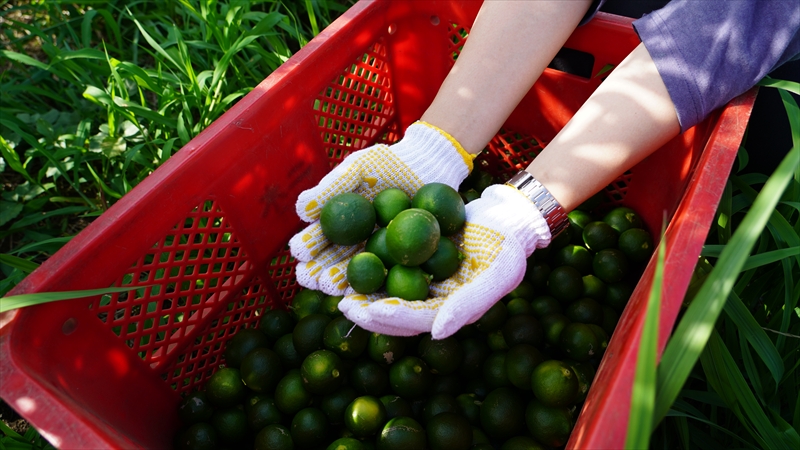 S Bottle　湘南オールインワンスキンケアローション＜オールインワン美容液＞【 神奈川県 大磯町 】