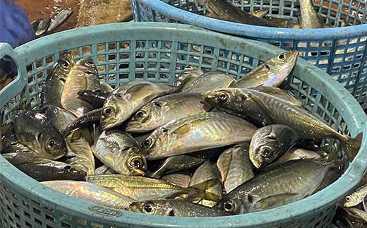 めしや大磯港 お食事券 3,000円分【 神奈川県 大磯町 お食事券 食事券 】