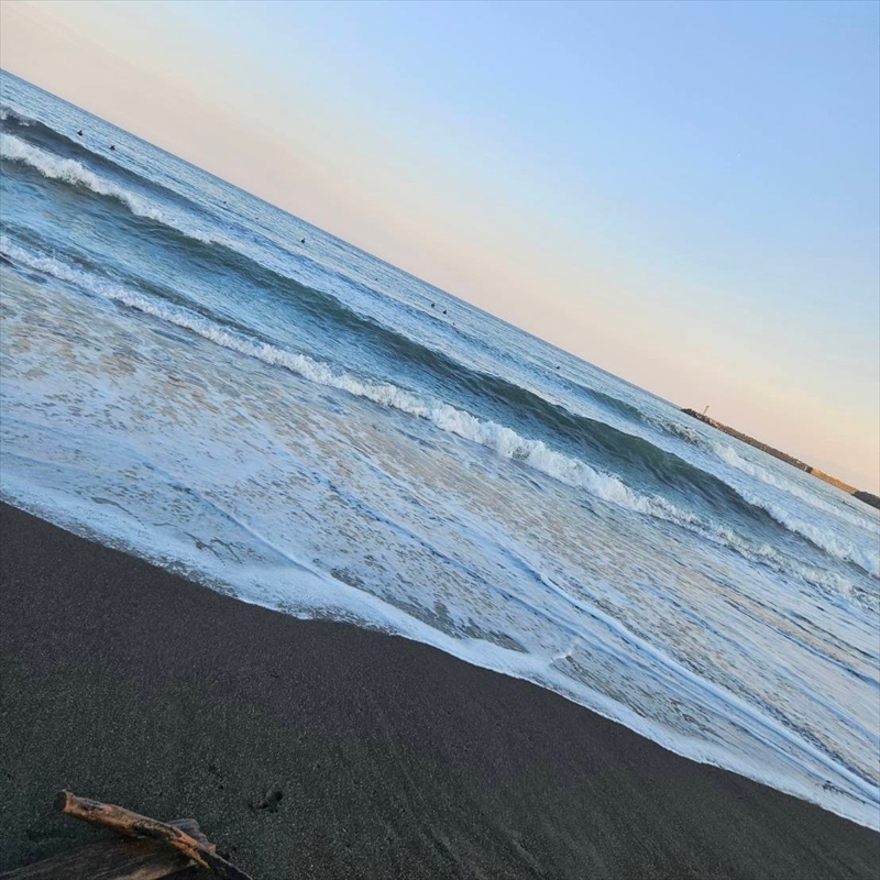 セダム（多肉植物） 寄せ植えキッド：3個セット 【 神奈川県 大磯町 】