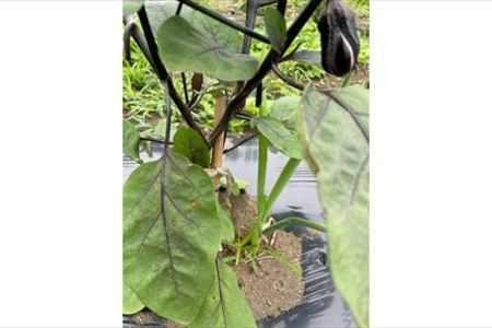 【冷蔵便】季節のこだわり野菜セット 野菜詰め合わせ（春野菜 夏野菜 ハーブ など）