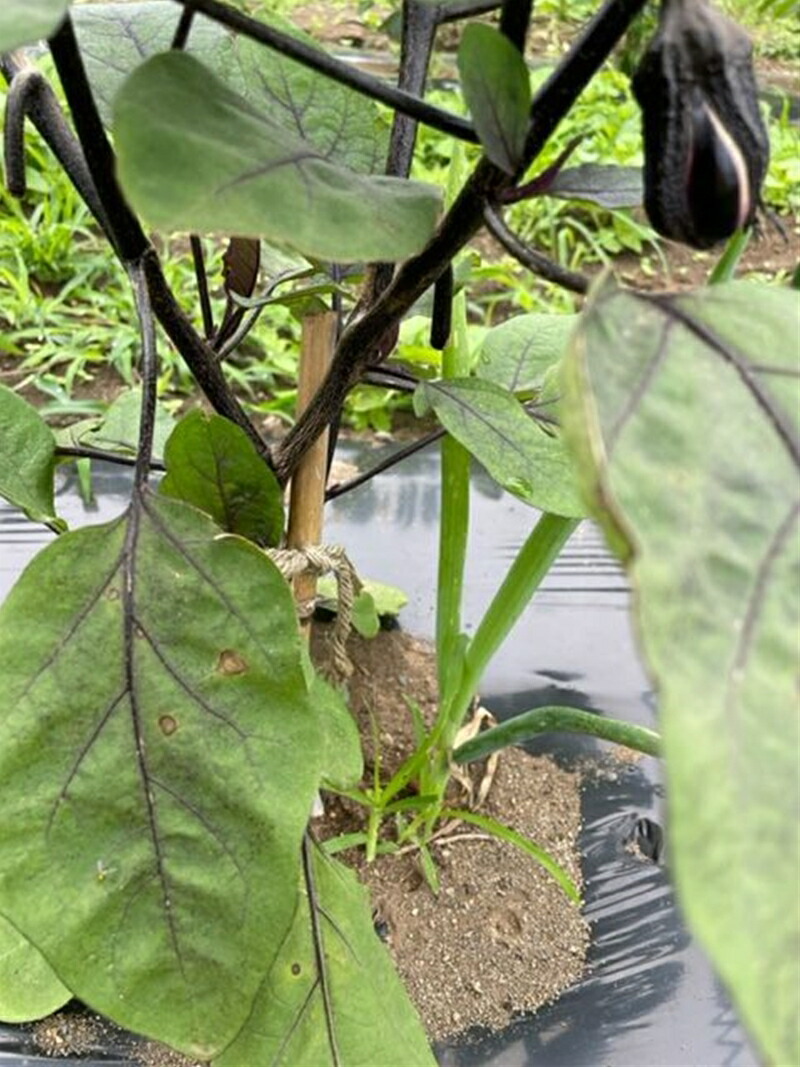 【冷蔵便】季節のこだわり野菜セット 野菜詰め合わせ（春野菜 夏野菜 ハーブ など）
