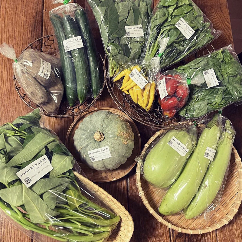 【定期便12回】旬の野菜セット（年間/12回）【 神奈川県 大磯町 季節野菜セット 新鮮野菜】