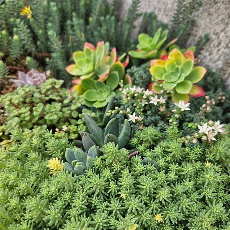セダム（多肉植物） 寄せ植えキッド：3個セット 【 神奈川県 大磯町 】