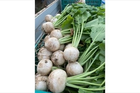 【冷蔵便】季節のこだわり野菜セット 野菜詰め合わせ（春野菜 夏野菜 ハーブ など）