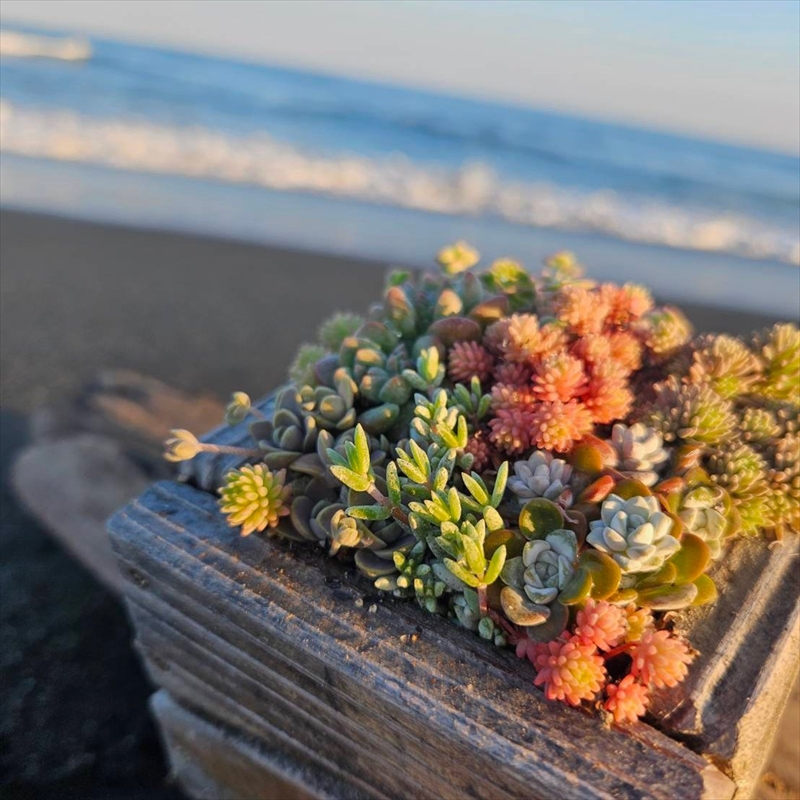 セダム（多肉植物） 寄せ植えキッド：3個セット 【 神奈川県 大磯町 】