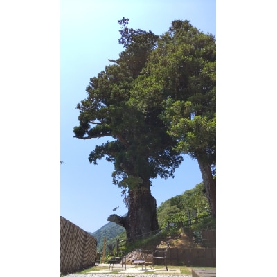 【大自然の中でグランピング体験】箒沢荘グランピングエリア「杢」1泊素泊まりペアチケット