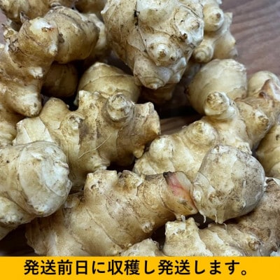 神奈川県山北産　生菊芋4kg