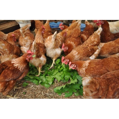 お山のたまご　10個入り×4パック【配送不可地域：離島】