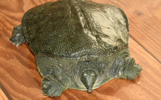 神奈川産すっぽんドリンク　180g×5缶