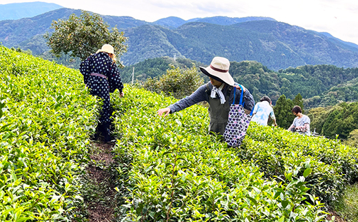 【神奈川の水源の森が育てた浅蒸し緑茶】龍集茶80g 3P