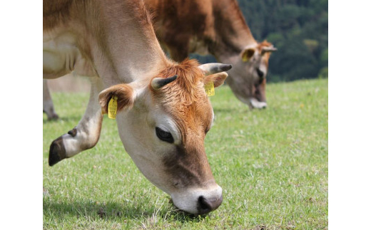 【牧場直送】薫る野牛乳180ml×12本　ノンホモ低温殺菌ジャージー牛　山地酪農24時間365日放牧【配送不可地域：離島】