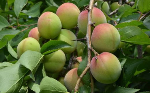 梅の風(清涼飲料水)290g×24本入り